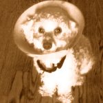 automated poodle